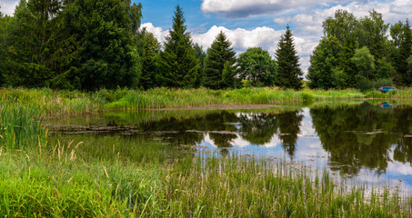summer landscape with a lake and a cut of trees and firs