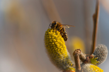 
bee collects pollen on a yellow spring flower