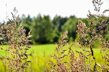 Close up view of summer rural landscape with spikelets in front of green field