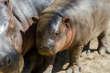 Pygmy hippo baby and her mother in the sunshine