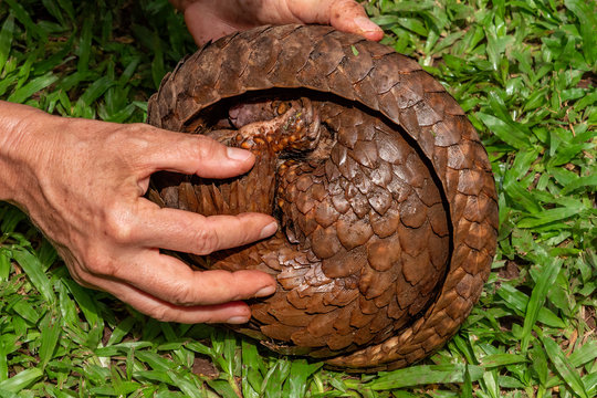 Pangolin Rescue in Cameroon
