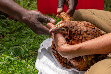 Pangolin Rescue in Cameroon