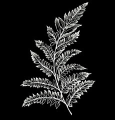 fern sprig with white leaves painted with white lines on a black background, linear hand drawing, monochrome drawing for printing on fabric and paper.