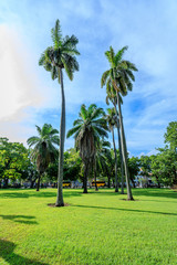 Havana Cuba group of palm trees in the grass under sunny blue sky.