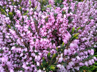 Erica erigena 'Brightness'