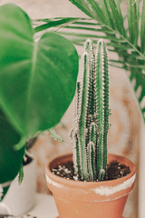 Home plant heaven. Green plants in boho living room. Monstera, cactus, succulent plants. Tropical, dessert flowers. Bohemian lifestyle. Ceramic pots. Home garden hobby. Orange, sand, green colors.