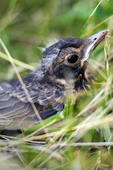 American Robin Bird In Its Nest