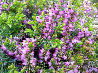 Fototapeta premium Erica x darleyensis 'Mary Helen'