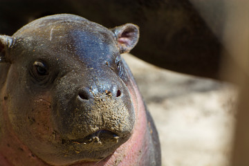 Pygmy hippo baby in the spring sunshine
