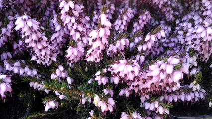Erica x darleyensis 'Bert'