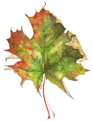 Autumn red, yellow, orange maple leaf, rowan leaf, ligature, depicted on a white background, isolated, hand painted watercolor red. Suitable for printing on fabric and paper.