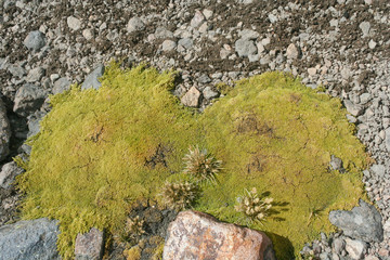 liquen a mas de 4000 metros de altura en el volcan iztaccihuatl