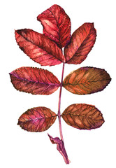 Obraz premium Autumn red, yellow, orange maple leaf, rowan leaf, ligature, depicted on a white background, isolated, hand painted watercolor red. Suitable for printing on fabric and paper.