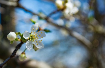Spring flowering plum, cherry plum
