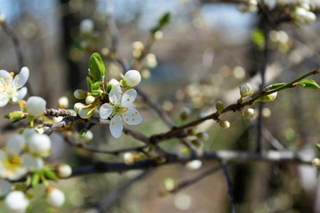 Spring flowering plum, cherry plum