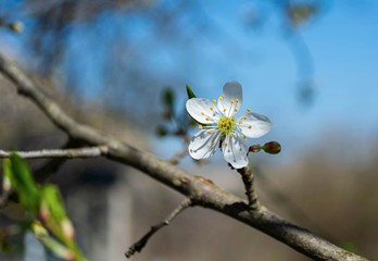 Spring flowering plum, cherry plum