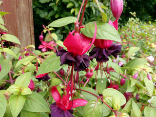Fuchsia 'Blacky'