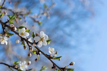 Spring flowering plum, cherry plum