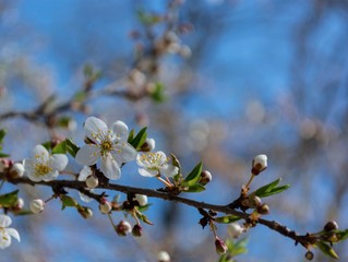 Spring flowering plum, cherry plum