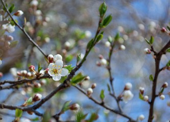 Spring flowering plum, cherry plum