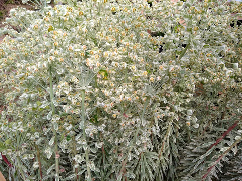 Euphorbia characias 'Silver Swan'