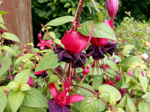 Fuchsia 'Blacky'