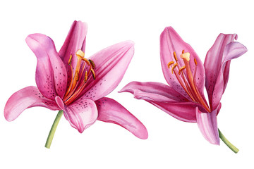 Pink lilies, floral design. Watercolor flowers on an isolated background, hand drawing