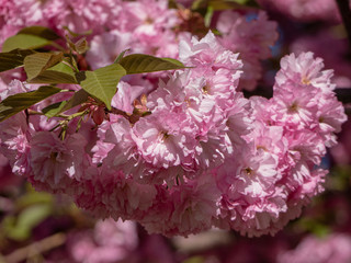 cherry blossoms in springtime