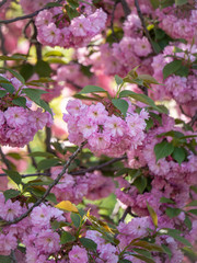 cherry blossoms in springtime