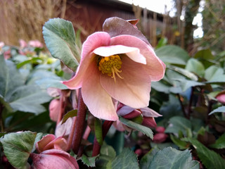 Helleborus 'Pirouette' © John Caley