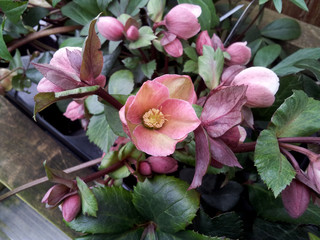 Helleborus 'Pirouette' © John Caley