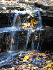 autumn leaves in a stream