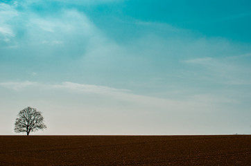 Fototapeta premium Harvested field and one tree.