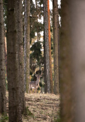 fallow deer, dama dama, Czech nature, European wildlife