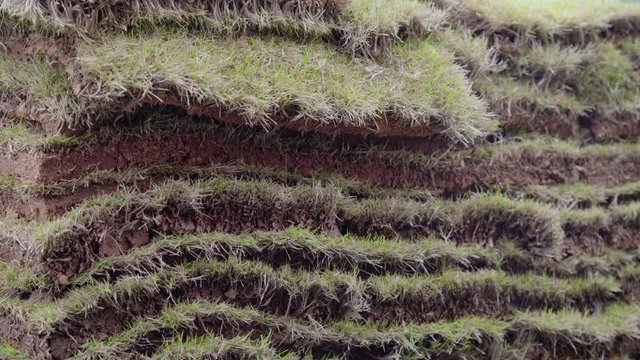 Medium tight tilt down of freshly cut Zoysia grass sod stacked on a pallet waiting to be laid.