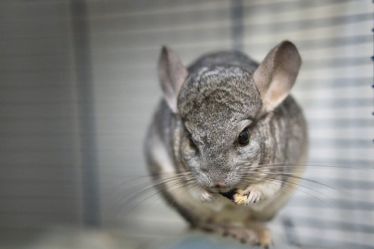 Feeding Chinchillas
