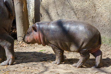 Pygmy hippo baby in the spring sunshine