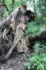 The Tangled Mess is beauty within