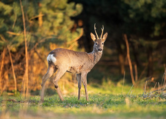 Naklejka na ściany i meble European roe deer, capreolus capreolus, European nature, Czech wildlife