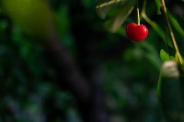 Ripe cherry on a blurred vegetable background. Background with cherries and with place for copy space. Private garden, farming