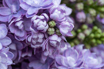 background of colored lilac close-up