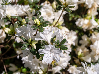 white flowers