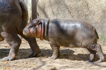 Pygmy hippo baby in the spring sunshine
