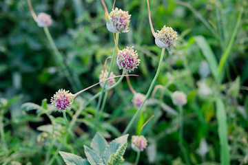 Onion bush that blooms. Growing onions in agriculture