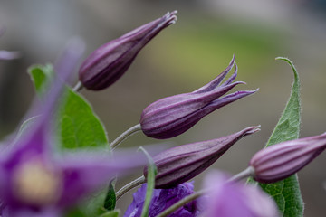 purple clematis flowers close up on blurred background