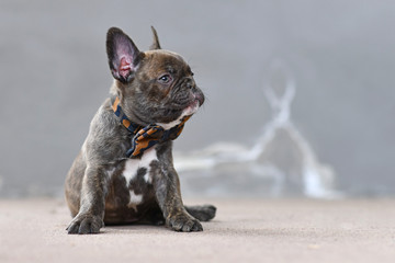 Cute 7 weeks old Chocolate brindle colored French Bulldog dog puppy wearing a bow tie sitting in...