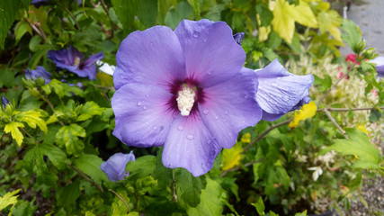 Hibiscus syriacus 'Oiseau Bleu'/'Blue Bird'