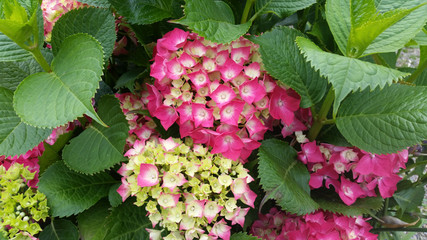 Hydrangea macrophylla 'Red Baron'