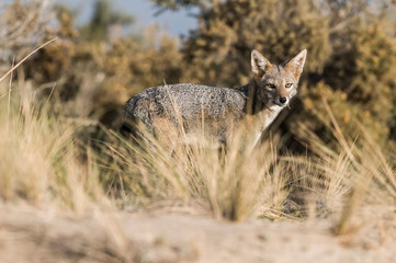 Pampas Grey fox, La Pampa, Patagonia, Argentina.