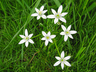 Star of Bethlehem - tiny white flowers